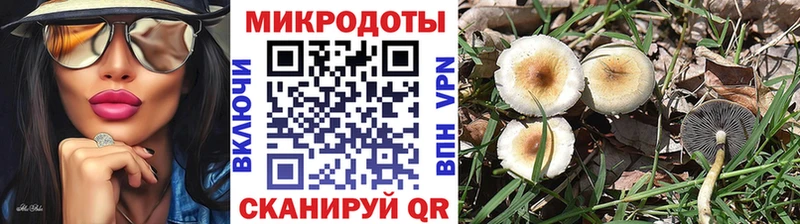 Псилоцибиновые грибы мицелий  Сокол 